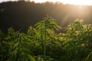 Cannabis auf einem sonnigen Feld